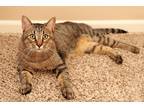 Adopt Echo a Brown Tabby American Shorthair (short coat) cat in Raytown