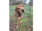 Adopt Baby Dog a Tricolor (Tan/Brown & Black & White) Plott Hound / Mixed dog in