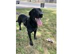 Adopt Turbo a Black Labrador Retriever / Mixed dog in Uvalde, TX (35052994)