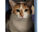 Adopt Echo a Calico or Dilute Calico Domestic Shorthair / Mixed cat in