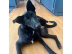 Adopt DOROTHY a Black German Shepherd Dog / Mixed dog in Pt.