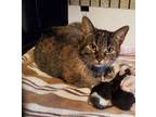Adopt Sangria a Brown Tabby Domestic Shorthair / Mixed (short coat) cat in