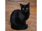 Adopt Linus a All Black Domestic Shorthair (short coat) cat in NYC