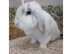 Adopt Oakley a Mini Lop / Mixed rabbit in Newport, DE (37357994)