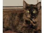 Adopt Mira a Tortoiseshell Domestic Shorthair (short coat) cat in Savannah