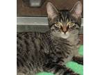 Adopt Lee a Gray, Blue or Silver Tabby Domestic Shorthair (short coat) cat in