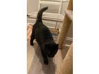 Adopt Hank a All Black Domestic Longhair (long coat) cat in Lincolnton