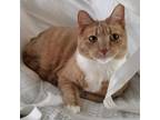 Adopt Penny a Orange or Red Domestic Shorthair / Mixed cat in Havre de Grace
