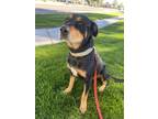 Adopt Betsy a Brown/Chocolate - with Black Rottweiler / Mixed dog in Gilbert
