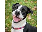 Adopt Maggie a Black Mixed Breed (Medium) / Mixed dog in South Haven