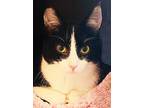 Adopt Squeaks a Black & White or Tuxedo Domestic Shorthair (short coat) cat in