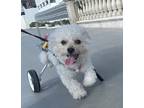 Adopt Cutie a White Maltipoo / Mixed dog in Culver City, CA (37507488)