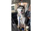 Adopt Sky a Black - with White Husky / Mixed dog in Gladwin, MI (32982625)