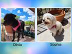 Adopt Sophia and Olivia - N.TX a Black - with White Bichon Frise / Terrier