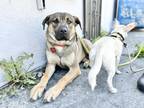 Adopt Trejo Taco a Tan/Yellow/Fawn - with Black Black Mouth Cur / Labrador