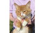 Adopt Fulton a Orange or Red Domestic Mediumhair (medium coat) cat in Waterbury
