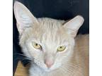 Adopt Charlie a Tan or Fawn Domestic Shorthair / Mixed cat in FREEPORT