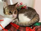 Adopt Whist a Domestic Shorthair / Mixed (short coat) cat in Glenfield