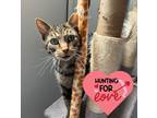 Adopt Shad a Domestic Shorthair / Mixed (short coat) cat in Hartford City