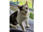 Adopt Dewey a Domestic Shorthair / Mixed (short coat) cat in Cambridge