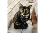 Adopt Cleocatra a Domestic Shorthair / Mixed (short coat) cat in Crystal Lake