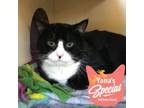 Adopt Narnia a All Black Domestic Shorthair / Mixed cat in Pittsburgh