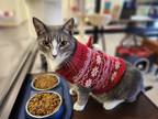 Adopt Meatball a Domestic Shorthair / Mixed (short coat) cat in Chestertown