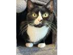 Adopt Katie a Domestic Shorthair / Mixed (short coat) cat in Dalton