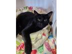 Adopt Argyle a All Black Domestic Shorthair / Mixed cat in Bolivar