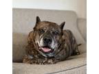 Adopt Buddy a Brindle Boxer dog in Melbourne Beach, FL (35232879)