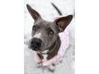 Adopt Cilla a Blue Lacy/Texas Lacy / Mixed Breed (Medium) dog in Sidney