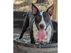 Adopt Maggie Magazine a Black - with White Bull Terrier / Labrador Retriever dog