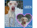 Adopt Ares (22-106 with Luna) a White Great Dane / Mixed dog in Inver Grove