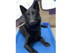 Adopt Tucker a Black German Shepherd Dog dog in Pleasant Hill, CA (37703033)
