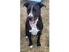 Adopt Winchester a Black - with White American Pit Bull Terrier / Mixed dog in