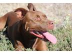 Adopt Atticus a Brown/Chocolate Labrador Retriever dog in Wichita Falls
