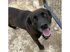 Adopt Griffin a Black - with White Labrador Retriever dog in Opelousas