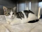 Adopt Rivet a Spotted Tabby/Leopard Spotted Domestic Shorthair cat in Oakdale