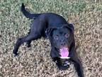 Adopt Figgy a Black Labrador Retriever, Australian Kelpie