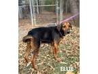 Adopt Ellie a Black and Tan Coonhound