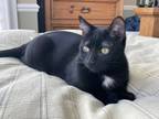 Adopt Solo a Domestic Short Hair