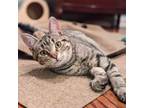 Adopt Charlie a Domestic Short Hair, Tabby