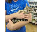 Adopt Mabel a Domestic Short Hair, Tabby