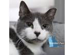 Adopt Pelican a Domestic Short Hair