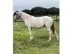 Adopt Adira a Appaloosa