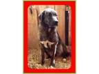 Adopt Bonnie a Anatolian Shepherd, Golden Retriever