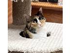 Adopt Taffy Truffles a Calico, Domestic Long Hair