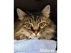 Adopt Midway a Tabby