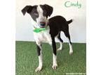 Adopt Cindy a Australian Cattle Dog / Blue Heeler, Border Collie