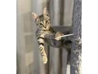 Adopt STELLA a Domestic Short Hair